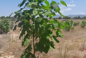 Villena 25000&nbsp;m² 