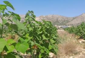Villena 25000&nbsp;m² 