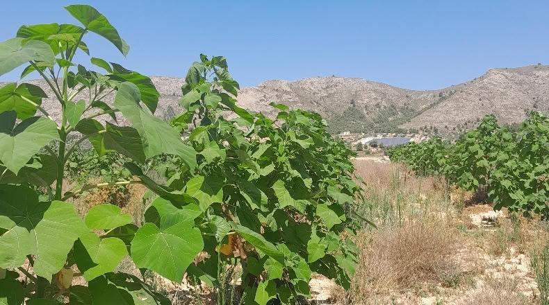 Аликанте - Villena - 25000m2