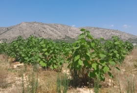 Villena 25000&nbsp;m² 
