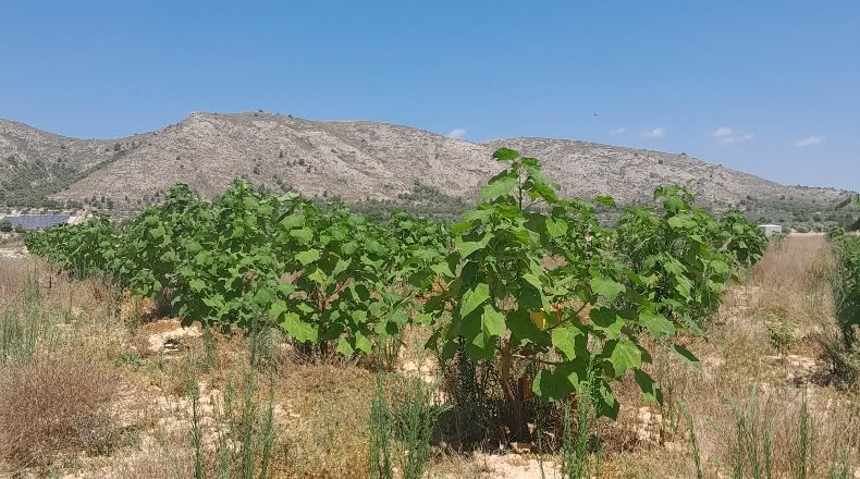 Аликанте - Villena - 25000m2