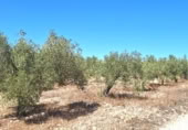 Parcel·la urbanitzable en venda a la PARAJE ALHORINES, Villena, ref.: TR378549 foto