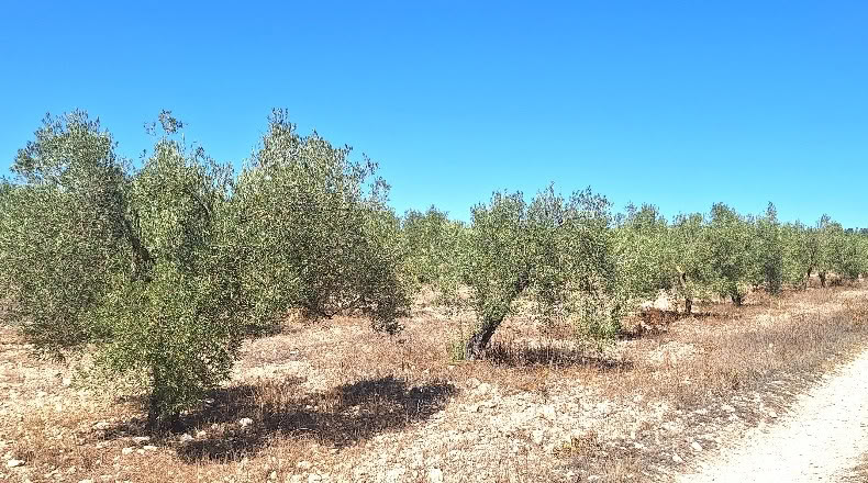 Alicante - Villena - 107000m2