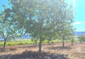 Parcel·la urbanitzable en venda a la PARAJE ALHORINES, Villena, ref.: TR378549 foto