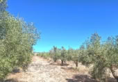 Parcel·la urbanitzable en venda a la PARAJE ALHORINES, Villena, ref.: TR378549 foto