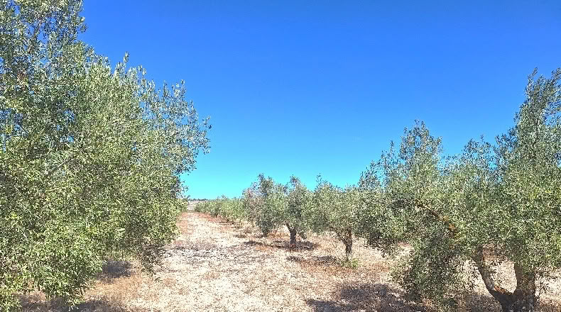 Alicante - Villena - 107000m2
