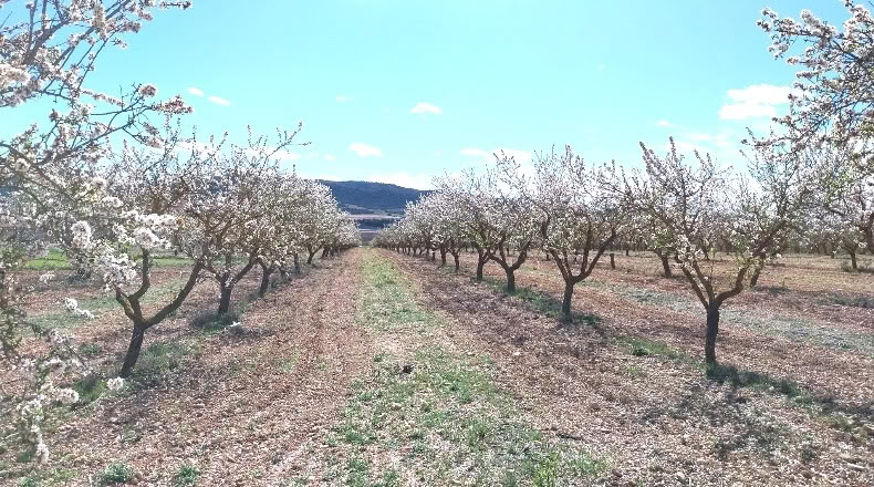 Alicante - Villena - 107000m2