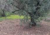 Terreny amb ruïnes en venda a la Camí de la Punta Alta, Xerta, ref.: TR345440 foto