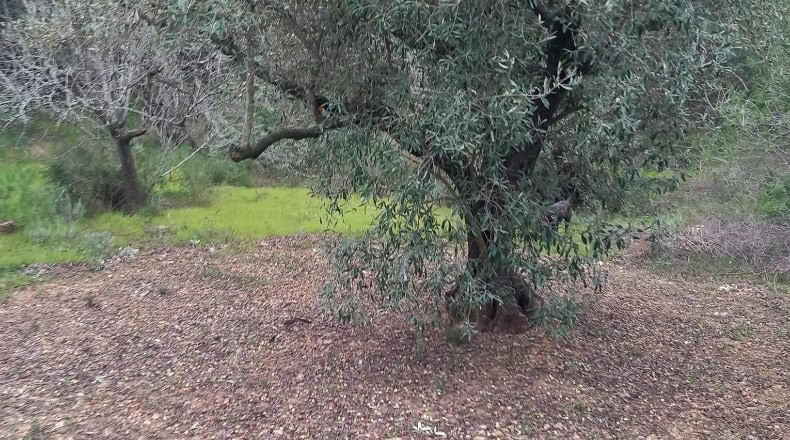 Tarragona - Xerta - 20000m2