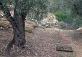 Terreny amb ruïnes en venda a la Camí de la Punta Alta, Xerta, ref.: TR345440 foto