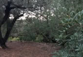 Terreny amb ruïnes en venda a la Camí de la Punta Alta, Xerta, ref.: TR345440 foto