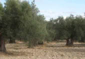 Finca rústica en venta en la Casería del Magistral, Baza, ref: TR379497 foto