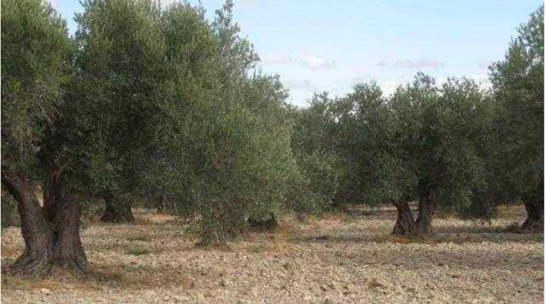 Granada - Baza - 292694m2