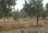 Finca rústica en venta en la Casería del Magistral, Baza, ref: TR379497 foto