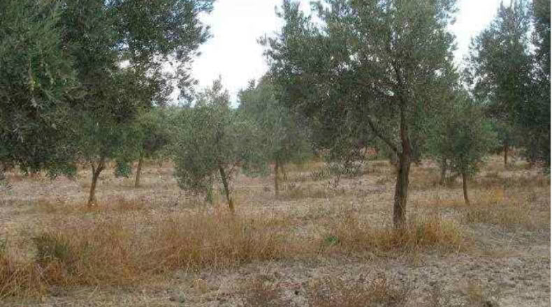 Granada - Baza - 292694m2