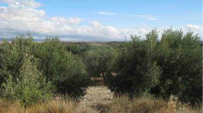 Granada - Baza - 292694m2