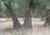 Finca rústica en venta en la Casería del Magistral, Baza, ref: TR379497 foto