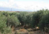 Finca rústica en venta en la Casería del Magistral, Baza, ref: TR379497 foto
