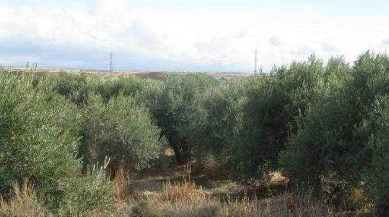 Granada - Baza - 292694m2