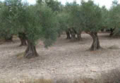 Finca rústica en venta en la Casería del Magistral, Baza, ref: TR379497 foto