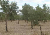 Finca rústica en venta en la Casería del Magistral, Baza, ref: TR379497 foto