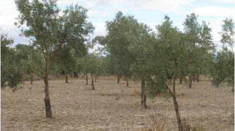 Granada - Baza - 292694m2