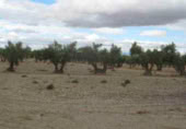 Finca rústica en venta en la Casería del Magistral, Baza, ref: TR379497 foto