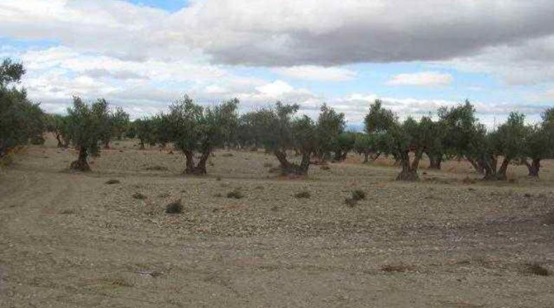 Granada - Baza - 292694m2
