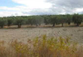 Finca rústica en venta en la Casería del Magistral, Baza, ref: TR379497 foto