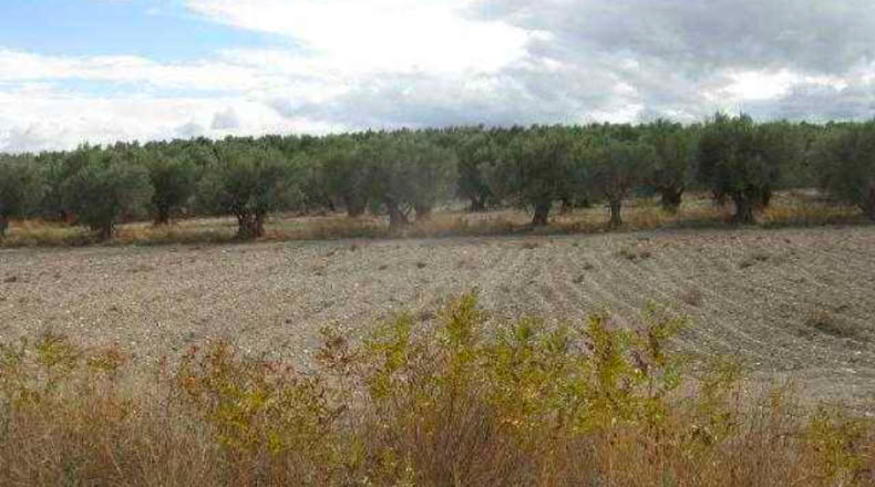 Granada - Baza - 292694m2