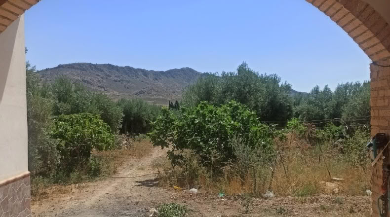 Granada - Huéscar - 12000m2