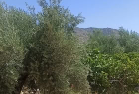 Foto 16