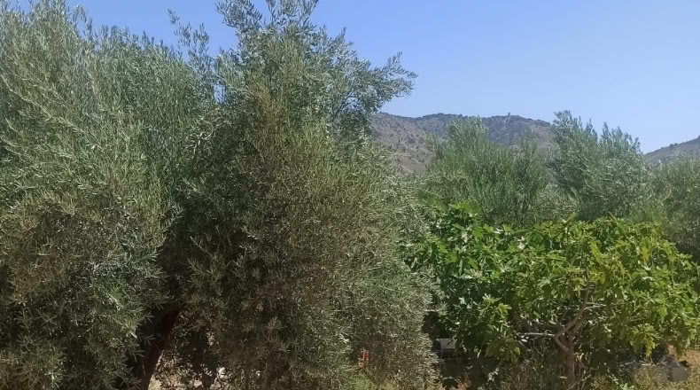 Granada - Huéscar - 12000m2