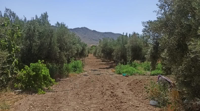 Granada - Huéscar - 12000m2