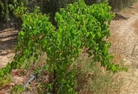 Foto 19