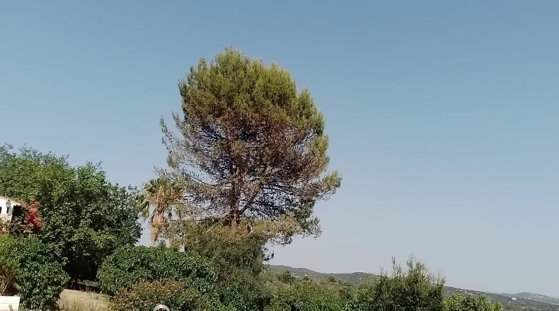 Sevilla - Peñaflor - 260000m2