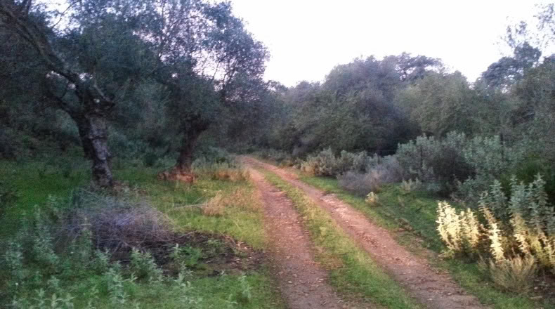 Sevilla - Peñaflor - 260000m2