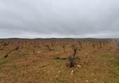 Terreny en venda a la N-430, Torralba de Calatrava, ref.: TR381806 foto
