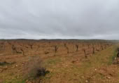 Terreny en venda a la N-430, Torralba de Calatrava, ref.: TR381806 foto