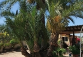Chalet independiente con terreno en venta en la España, Crevillente, ref: TR388049 foto