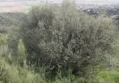 Parcela urbanizable en venta en la Carretera Palma del Río, Almodóvar del Río, ref: TR383640 foto