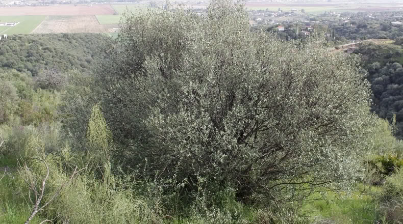 Córdoba - Almodóvar del Río - 60000m2