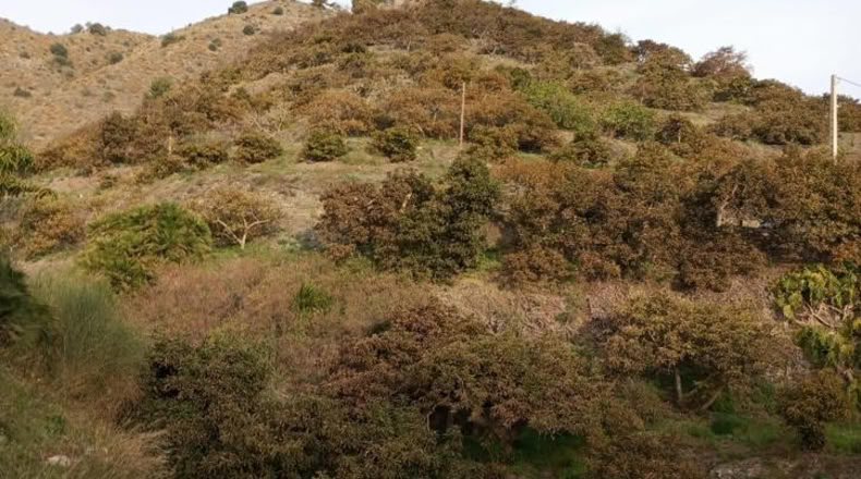 Lugo - Begonte - 16503m2