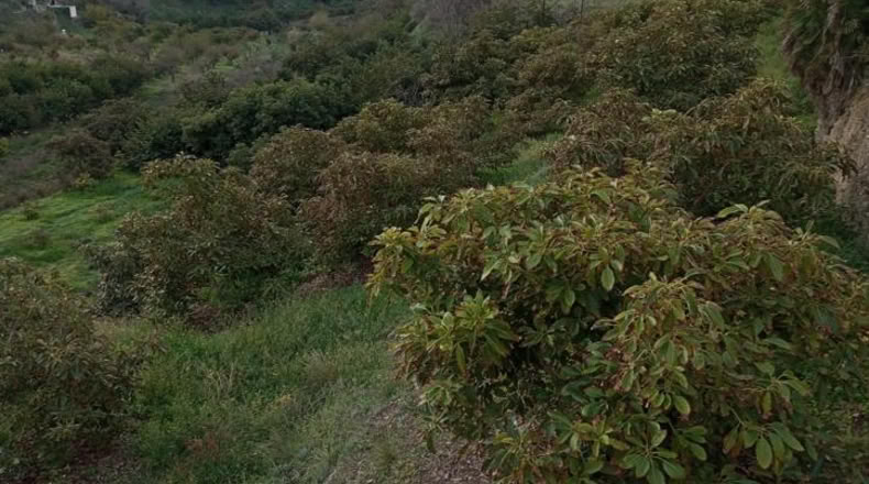 Lugo - Begonte - 16503m2