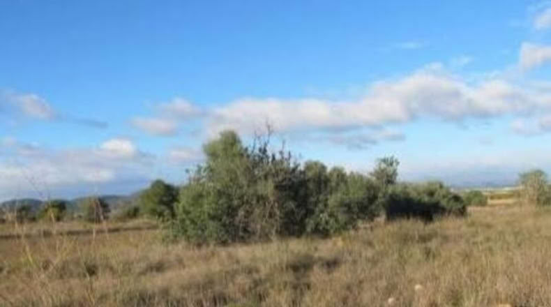 Valencia - Puebla de Vallbona - 19625m2