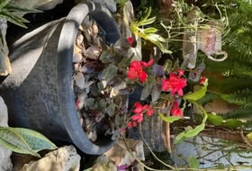 Foto 11