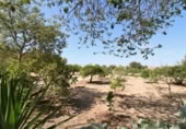 Xalet independent amb terreny en lloguer a la España, San Juan del Monte, ref.: TR398652 foto