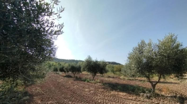 Teruel - Torre del Compte - 5098m2