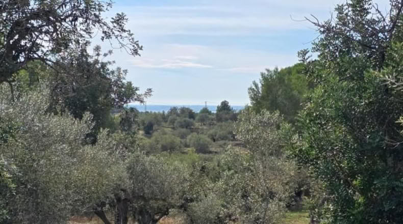 Tarragona - l'Ametlla de Mar - 11050m2