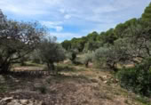 Detached villa with land for sale on España, l'Ametlla de Mar, ref: TR398591 photo